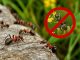 Эффективное средство от муравьев на участке - картинка 39