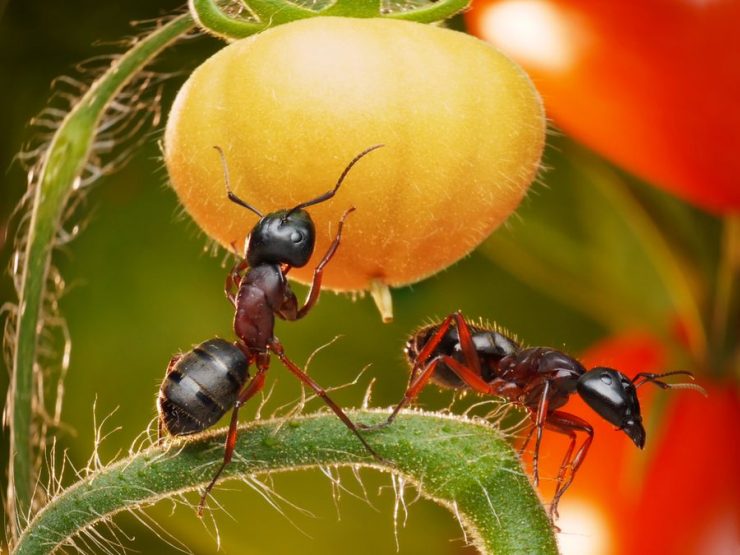 Избавиться от муравьев в огороде навсегда народными - картинка 1