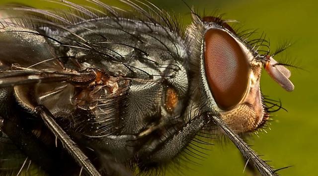 Как бороться с мухами - картинка 1