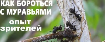 Как бороться с муравьями - картинка 27