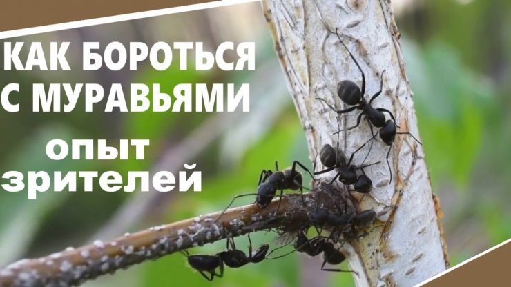 Как бороться с муравьями - картинка 1