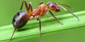 Как бороться с муравьями народными средствами - картинка 49