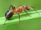 Как бороться с муравьями народными средствами - картинка 40