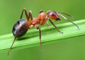 Как бороться с муравьями народными средствами - картинка 1
