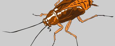 Как бороться с тараканами в домашних условиях - картинка 41