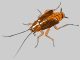 Как бороться с тараканами в домашних условиях - картинка 49