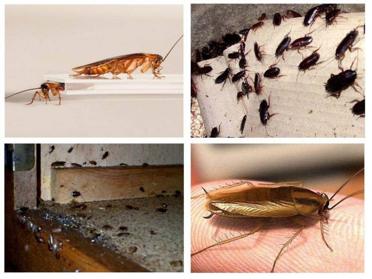Как бороться с тараканами в квартире - картинка 1