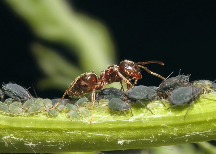 Как бороться с тлей и муравьями - картинка 1