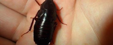 Как избавиться от черных тараканов в доме - картинка 43