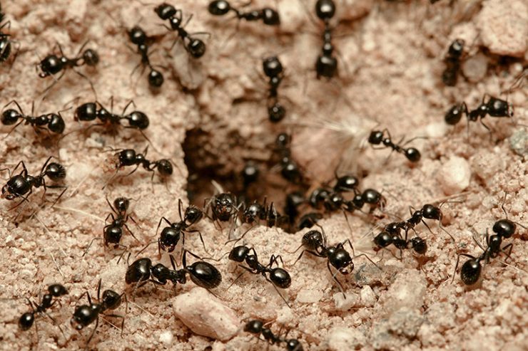 Как избавиться от дачных муравьев народными средствами - картинка 1