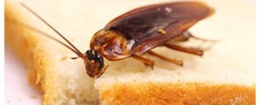 Как избавиться от домашних тараканов - картинка 25