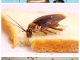 Как избавиться от домашних тараканов - картинка 95