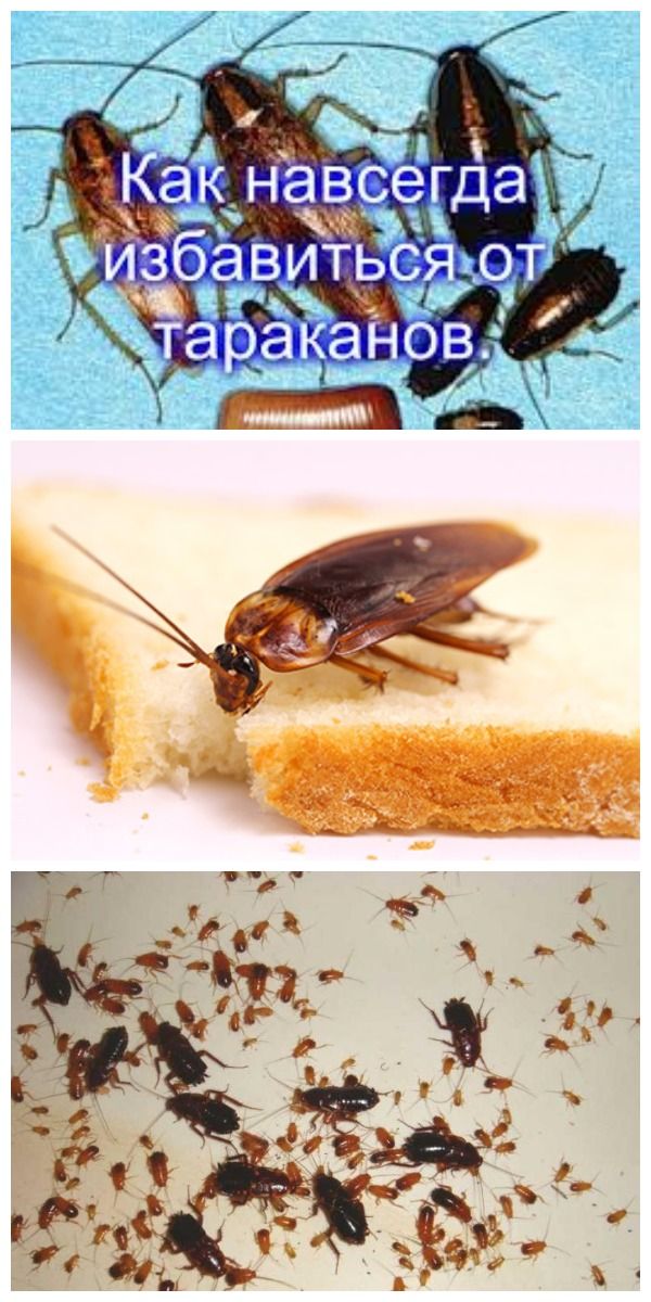 Как избавиться от домашних тараканов - картинка 1