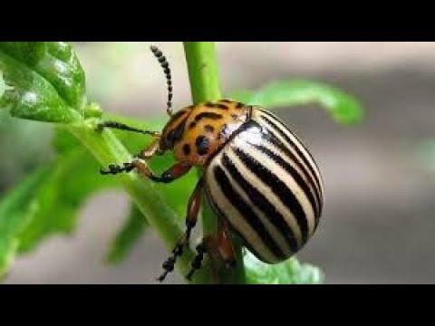 Как избавиться от колорадского жука - картинка 1