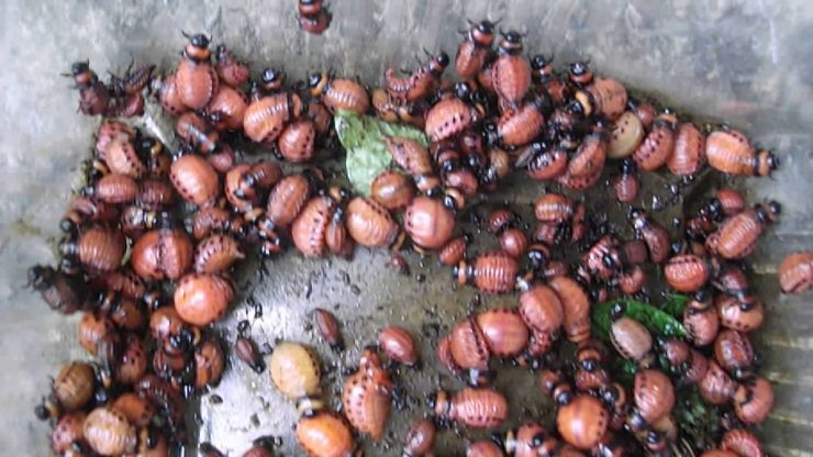 Как избавиться от личинок колорадского жука - картинка 1