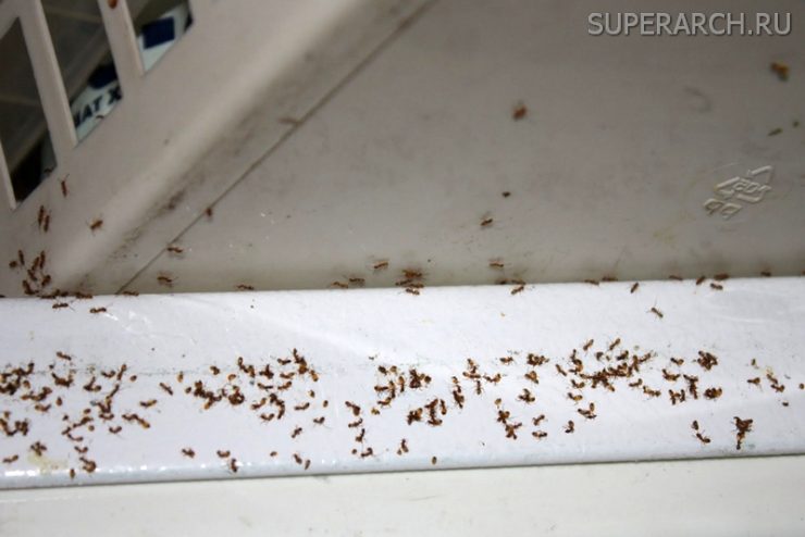 Как избавиться от маленьких муравьев - картинка 1