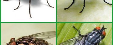 Как избавиться от мух в доме - картинка 26