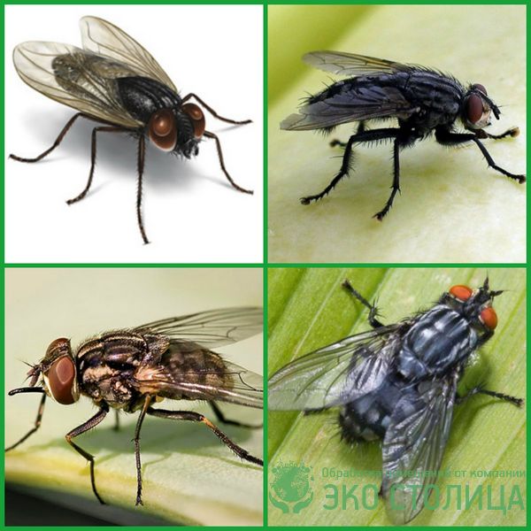 Как избавиться от мух в доме - картинка 1