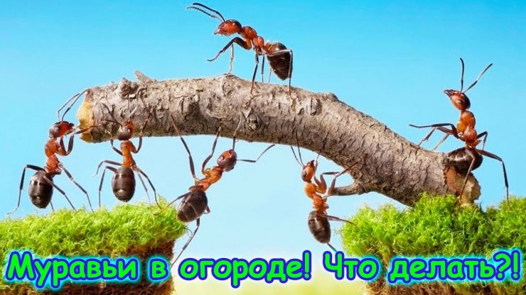 Как избавиться от муравьев с помощью - картинка 1