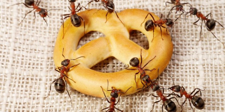 Как избавиться от муравьев в доме народными - картинка 1