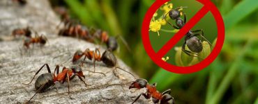Как избавиться от муравьев в огороде - картинка 30