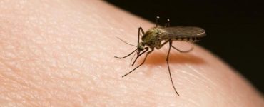 Как избавиться от зуда от комаров - картинка 43