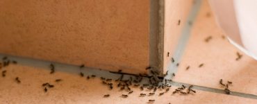 Как навсегда избавиться от муравьев в квартире - картинка 36