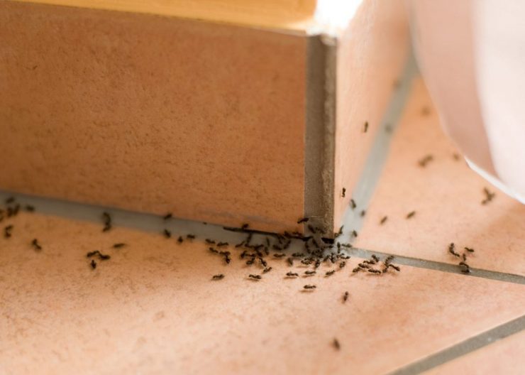 Как навсегда избавиться от муравьев в квартире - картинка 1