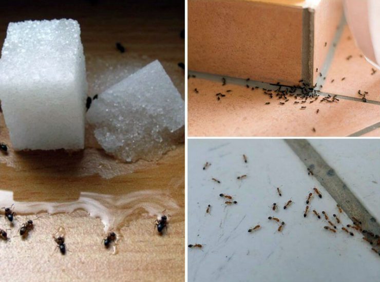 Как вывести муравьев из дома - картинка 1