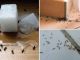 Как вывести муравьев из дома - картинка 46
