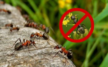 Как вывести муравьев с участка - картинка 8