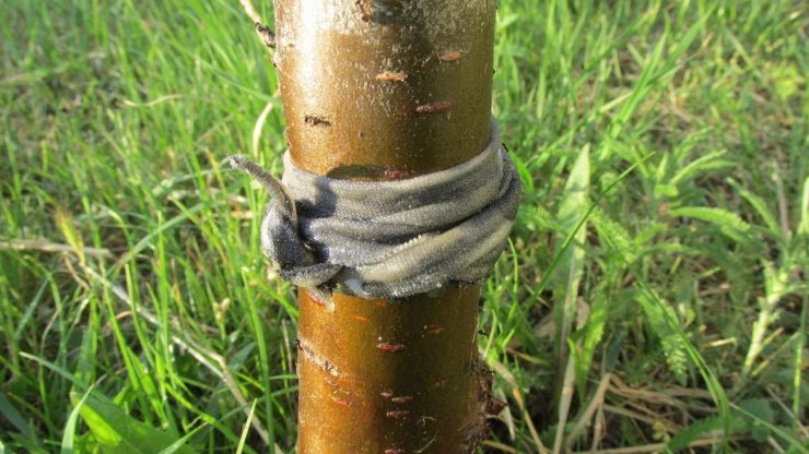 Как защитить дерево от муравьев и тли - картинка 1