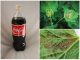 Кока кола от тли и муравьев отзывы - картинка 50
