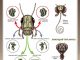 Колорадский жук ротовой аппарат - картинка 31
