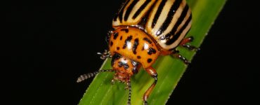 Колорадского жука в поле - картинка 29