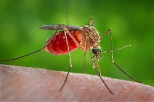 Комары на дачном участке - картинка 1