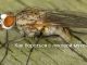 Луковая муха как бороться народными средствами - картинка 41