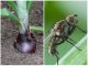 Луковая муха обработка нашатырным спиртом - картинка 36