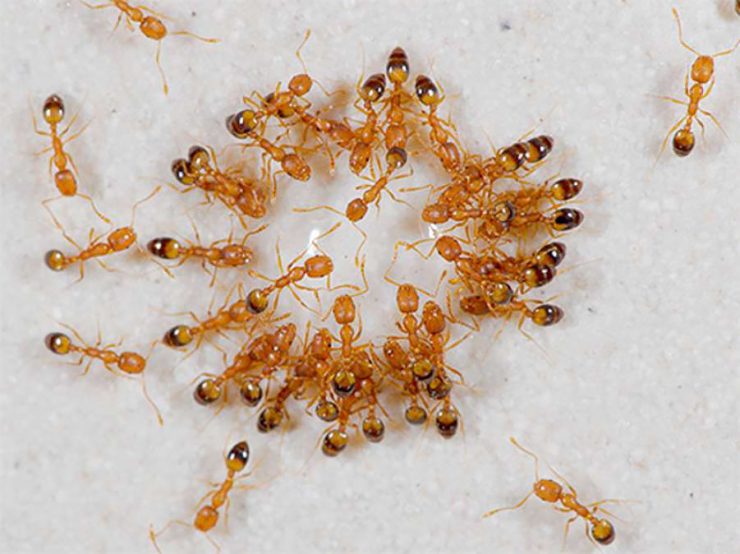 Маленькие рыжие муравьи в квартире - картинка 1