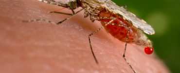 Малярийный комар в россии - картинка 38