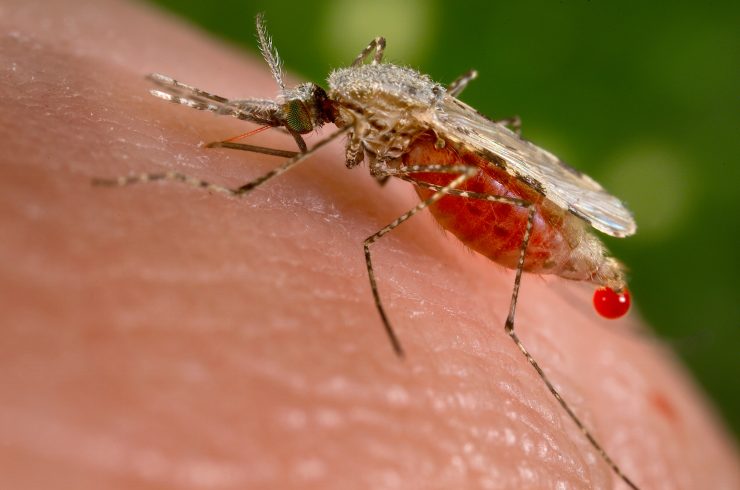 Малярийный комар в россии - картинка 1