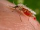 Малярийный комар в россии - картинка 46