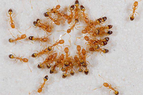 Мелкие муравьи в квартире - картинка 1
