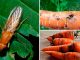 Морковь от морковной мухи - картинка 38
