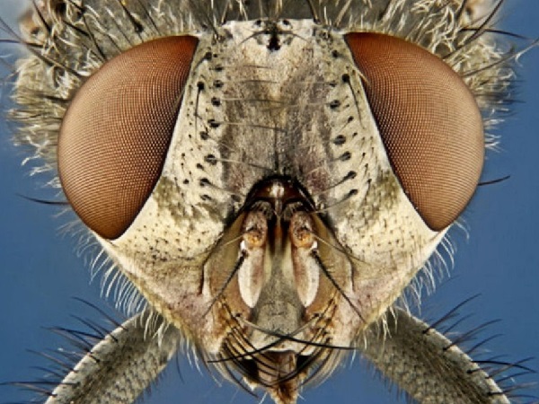 Мошка увеличенная под микроскопом - картинка 1
