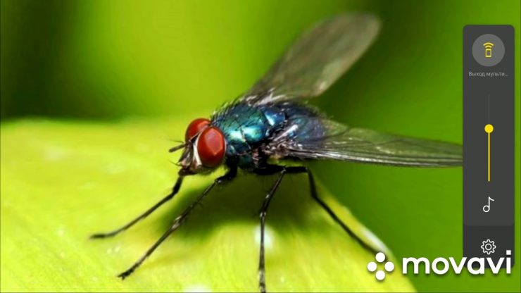 Муха справа муха слева - картинка 1