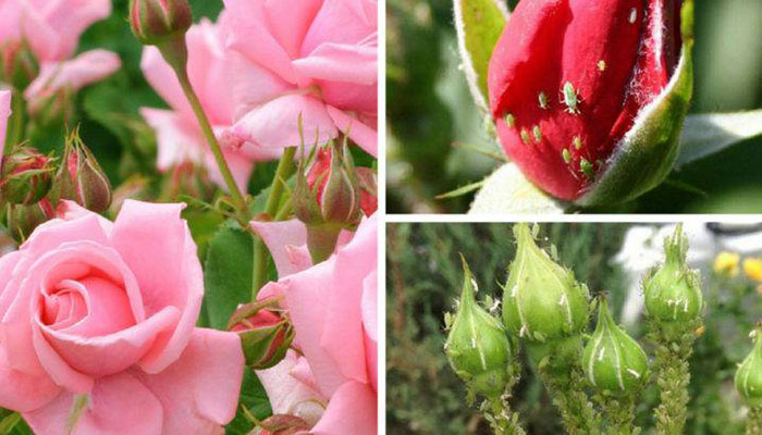 Народное средство от тли на розах садовых - картинка 1
