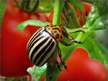 Обработка томатов от колорадского жука - картинка 1