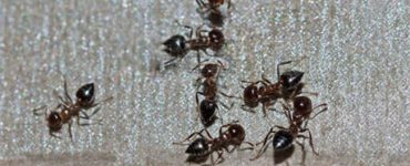 От черных муравьев в доме - картинка 32
