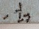 От черных муравьев в доме - картинка 34